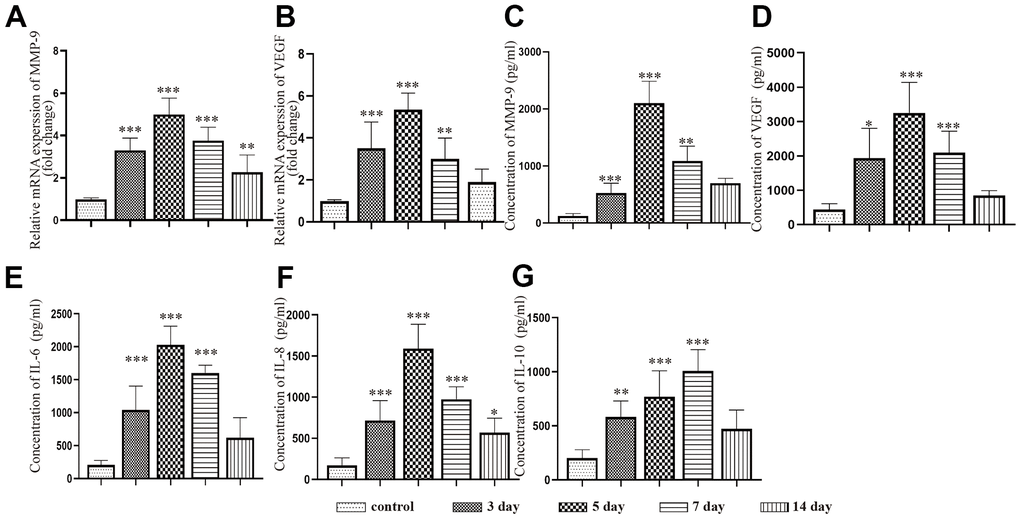 Dynamic changes in the expression of inflammatory factors and angiogenic factors in the capsule of rats with chronic subdural hematoma after modeling. (A) Changes in MMP-9 mRNA expression in the hematoma capsule at different timepoints after modeling. (B) Changes in VEGF mRNA expression in the hematoma capsule at different timepoints after modeling. (C) Changes in MMP-9 protein expression in the hematoma capsule detected by ELISAs at different timepoints after modeling. (D) Changes in VEGF protein expression in the hematoma capsule detected by ELISAs at different timepoints after modeling. (E) Changes in IL-6 protein expression in the hematoma capsule detected by ELISAs at different timepoints after modeling. (F) Changes in IL-8 protein expression in the hematoma capsule detected by ELISAs at different timepoints after modeling. (G) Changes in IL-10 protein expression in the hematoma capsule detected by ELISAs at different timepoints after modeling. IM: immediately after modeling. * p 