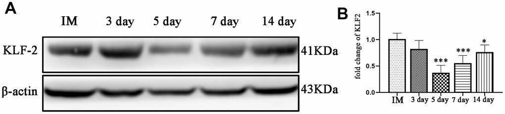 Changes in KLF-2 expression in the capsule of the chronic subdural hematoma model. (A) Changes in KLF-2 in the capsule of the hematoma at different timepoints after modeling. (B) The KLF-2 mRNA expression in the capsule of the hematoma detected by PCR at different timepoints after modeling. IM: immediately after modeling. * p 