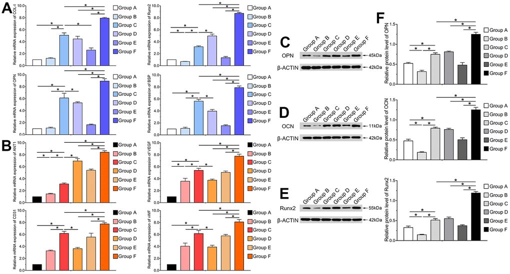 BMP9 upregulates the expression of osteogenic and angiogenic related factors of cocultured hAMSCs and HUVECs in vitro. RT-qPCR assay was performed to detect the mRNA expression level of BMP9 induced osteogenic relative factors COL-I, Runx2, OPN, and BSP in each group at 5 d (A); The mRNA expression level of BMP9 induced angiogenic relative factors including ANT1, VEGF, CD31, and vWF in each group at 5 d (B); Western blot was used to determine the protein expression of OPN (C), OCN (D), and Runx2 (E) of hAMSCs cocultured HUVECs at 5 d in vitro; Quantification analysis of Western blot showed that BMP9 significantly increased the protein expression of osteogenic relative factors OPN, OCN, and Runx2 in hAMSCs cocultured with HUVECs at days 5 (F) (*P 