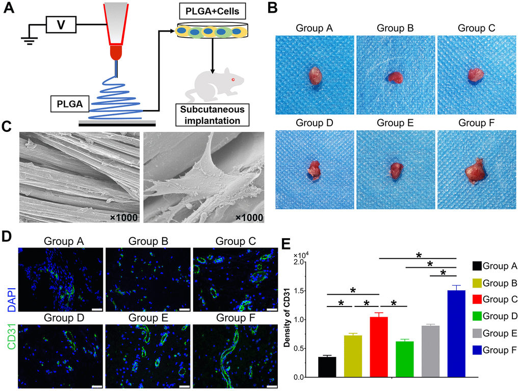 Effect of BMP9 induced in vitro angiogenic differentiation and subcutaneous vascular invasion of PLGA-cells composite in vivo. Illustrative diagram demonstrating cells treated according to the experimental design and seeded on electron-spun PLGA scaffold, which were implanted into the dorsal subcutaneous space of mice (A); Representative image of the macromorphological observation of PLGA implants located on subcutaneous tissue at 5 weeks (B); The topological structure of PLGA and cell-PLGA-hybrids were observed by scanning electron microscopy (SEM) (magnification ×1000) (C); Immunofluorescence staining and its quantification analysis were performed to detect the CD31 expression (green) in PLGA scaffold subcutaneously (×400, bar: 20 μm) (D, E) (*P 