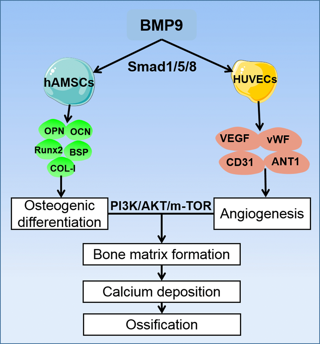 A proposed regulatory loop of BMP9 enhanced osteogenesis and angiogenesis of hAMSCs cocultured with HUVECs. BMP9 upregulates the osteogenic relative factors such as OPN, OCN, Runx2, BSP, and COL-I in hAMSCs, and increases the expression of angiogenic factors VEGF, vWF, CD31, and ANT-1 in HUVECs. Hence, BMP9 potentiates only osteogenic also angiogenic differentiation by coculturing hAMSCs with HUVECs. This coupling effect of osteogenesis and angiogenesis may lead to efficient bone matrix formation and ossification, and BMP9 exerts its osteogenic and angiogenic functions via BMP/Smad1/5/8 and PI3K/AKT/m-TOR signaling pathways.