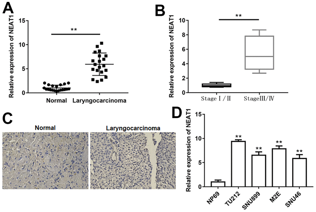 NEAT1 was upregulated in laryngocarcinoma. (A) The expression of lncRNA NEAT1 in laryngocarcinoma tissues and normal adjacent tissues was detected using qPCR. (n=20). (B) QPCR was used to detect the expression of NEAT1 in laryngocarcinoma patients with different stage tumors. (C) The level of NEAT1 was validated by in situ hybridization histochemistry in tissue biopsies. (D) The levels of NEAT1 in normal nasopharyngeal epithelial cell line (NP69) and laryngocarcinoma cell lines (TU212, SNU899, M2E and SNU46). ** P 