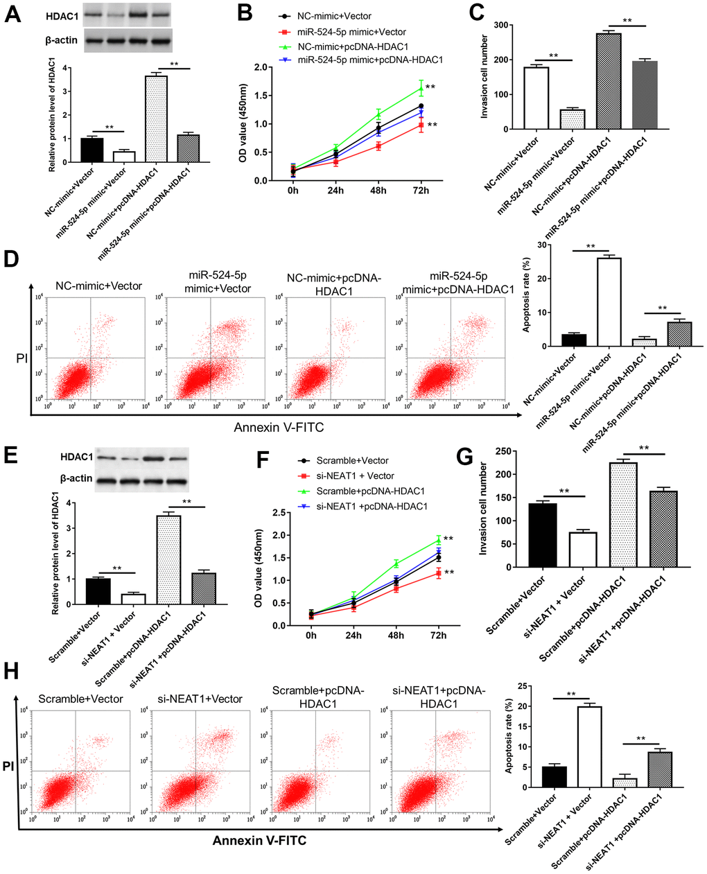 Overexpression of HDAC1 reversed the inhibitory effects of miR-524-5p overexpression and NEAT1 silence on cell proliferation and invasion. (A) The protein level of HDAC1 was detected after TU212 cells transfected with pcDNA-HDAC1 or/and miR-524-5p mimic. (B) Cell proliferation was detected with CCK-8 assay. (C) Transwell assay was used to evaluate cell invasion ability. (D) Apoptosis rates of TU212 cells. (E) The protein level of HDAC1 was detected after TU212 cells transfected with pcDNA-HDAC1 or/and si-NEAT1. (F) Cell proliferation was detected with CCK-8 assay. (G) Transwell assay was used to evaluate cell invasion ability. (H) Apoptosis rates of TU212 cells. * P P 