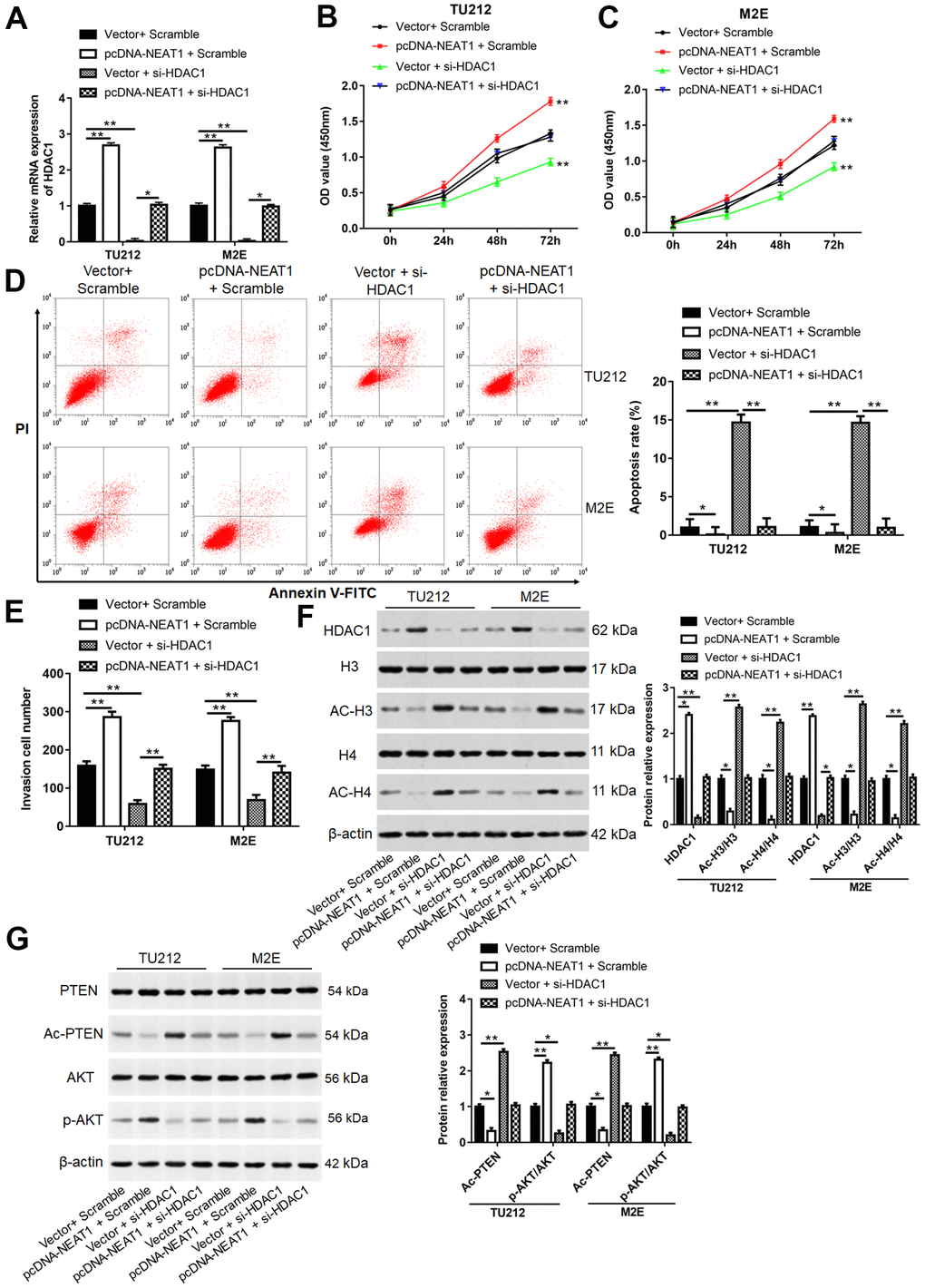 NEAT1 promoted laryngocarcinoma cell proliferation and invasion by inhibiting histone acetylation. (A) TU212 and M2E cells were transfected with pcDNA-NEAT1 or/and si-HDAC1, and the mRNA level of HDAC1 was detected using qPCR. (B, C) Cell proliferation was assessed with CCK-8 assay in TU212 and M2E cells. (D) Apoptosis rates were detected using Flow cytometry. (E) The invasion ability was evaluated using Transwell invasion assay. (F, G) Western blot was used to detect the protein expression levels of HDAC1, H3, Ac-H3, H4, Ac-H4, PTEN, Ac-PTEN, AKT and p-AKT. ** P 