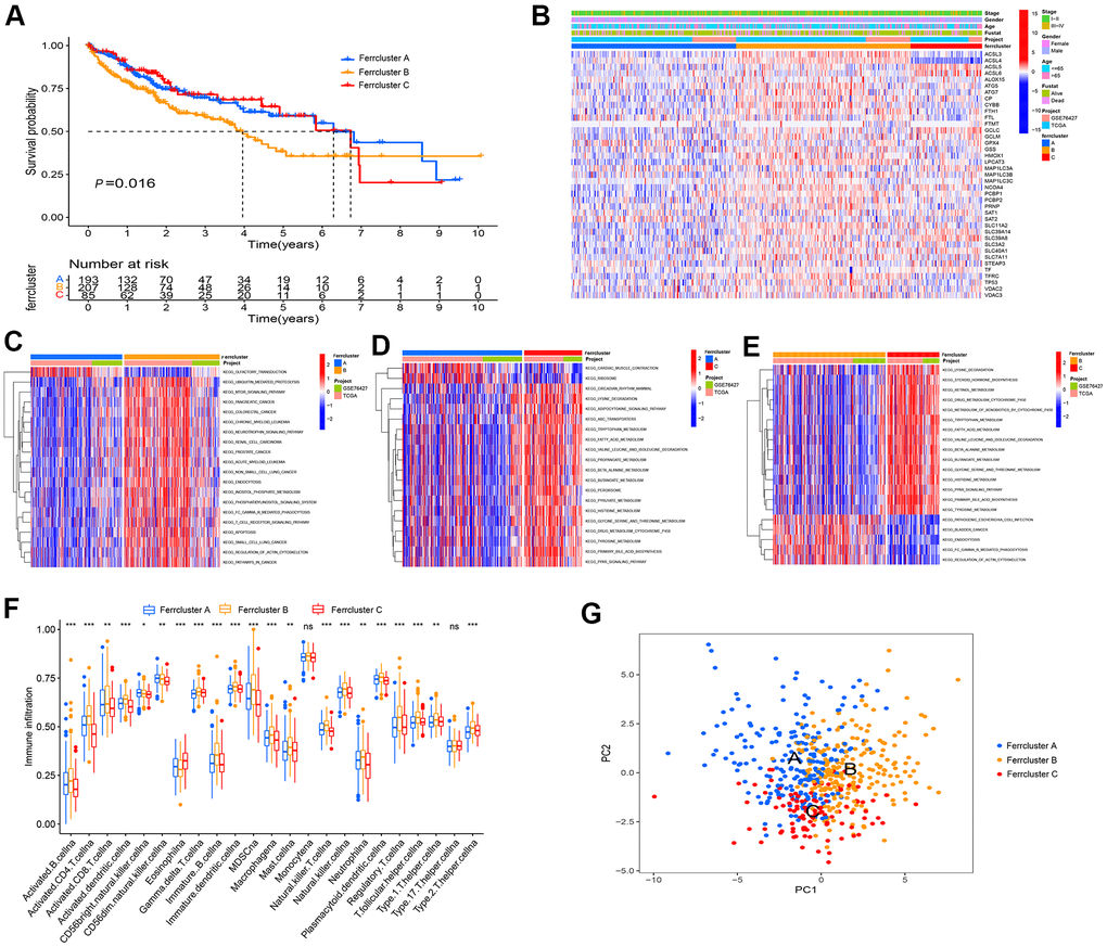 Ferroptosis genes subtype, pathway enrichment analysis and TME infiltration. (A) GEO and TCGA cohort were combined, and unsupervised cluster analysis was conducted on 538 LIHC samples, i.e., 213 cases with Ferrcluster A, 222 cases with Ferrcluster B and 103 cases with Ferrcluster C. Kaplan-Meier curve showed statistically significant difference in the survival among the three types (P=0. 016). (B) Thermogram results showed the expressions of different clinical traits in the three types. (C–E) The GSVA enrichment analysis reported the activation of pathways among different subtypes. The heat maps illustrate the mentioned biological processes; red represents the activation pathway, and blue represents the inhibitory pathway; (C) Ferrcluster A vs. Ferrcluster B; (D) Ferrcluster A vs. Ferrcluster C; (E) Ferrcluster C vs. Ferrcluster B. (F) The infiltration of immune cells in TME in 3 subtypes, the upper and lower ends of the box indicate the quartile range of the value. The lines in the box denote the median value (***P P P G) Principal component analysis indicated significant differences in the three types.