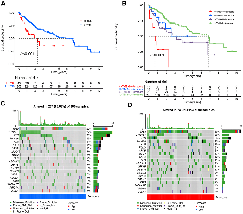 Ferroptosis score and tumor mutation analysis. (A) The Kaplan-Meier curve was adopted to analyze the survival of patients with liver cancer in the high and low ferrscore groups (P B) The survival analysis of patients stratified with the ferrscore and the TMB by using the Kaplan-Meier curve (H=high; L=Low). A cascade chart of tumor somatic mutation established by patients with low ferrcore (C) and high ferrscore (D). Each column represents an individual patient. The bar chart above shows the TMB, and the number on the right represents the mutation frequency of the respective gene. The bar chart on the right presents the proportion of each mutation type.