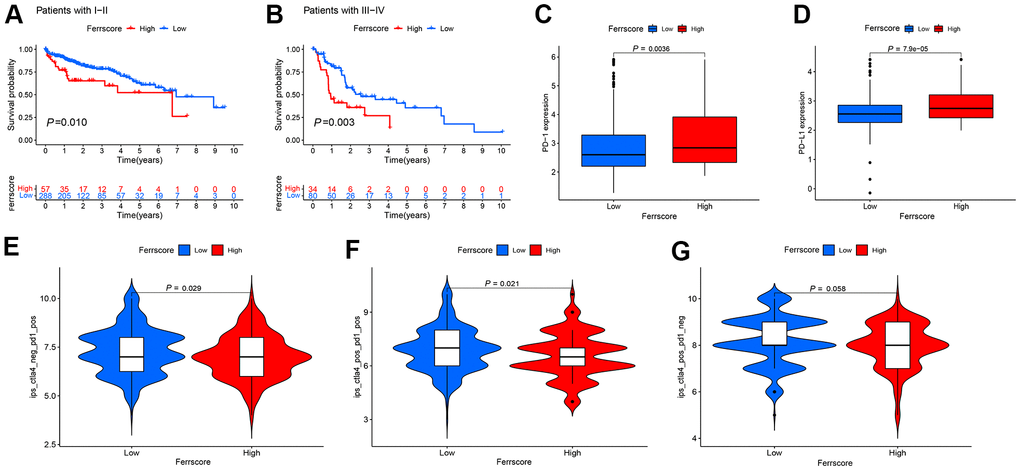 Application of the ferroptosis scoring model in clinic and prospect of immunotherapy. (A, B) The Kaplan-Meier curve was adopted to analyze the survival of I-IV liver cancer patients in the high and low ferrscore groups (P C, D) The Wilcoxon test was performed to analyze the expression of PD-1/PD-L1 in the high and low ferrscore groups, and the difference showed statistical significance (P E, F) Patients with low ferrscore received the PD-1, and these patients having received the combination of the PD-1 and the CTLA4 achieved more effective results than patients with high ferrscore. In panel (G), no difference was reported in the CTLA4 treatment between high and low ferrscore groups (P = 0.058).