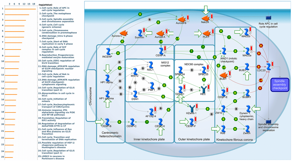 Cell cycle-related networks correlated with the 26S proteasome delta subunit, non-ATPase 2 (PSMD2) family gene in breast cancer (BRCA). MetaCore pathway analysis of biological processes revealed that pathways related to "Cell cycle