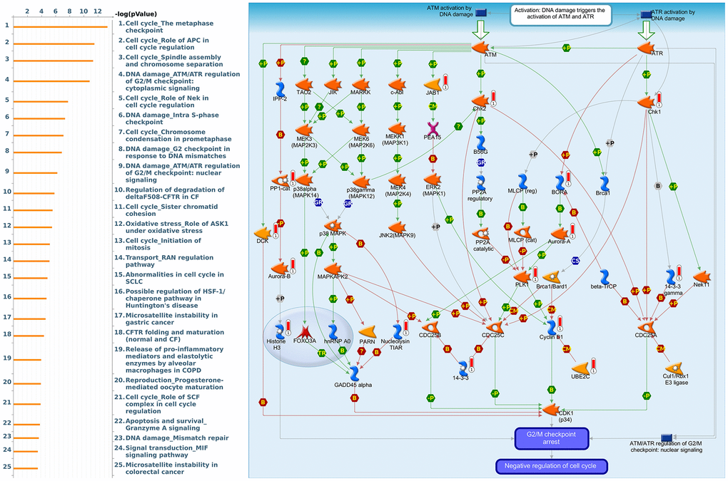 Cell cycle-related networks correlated with the 26S proteasome delta subunit, non-ATPase 14 (PSMD14) family gene in breast cancer (BRCA). MetaCore pathway analysis of biological processes revealed that pathways related to "DNA damage