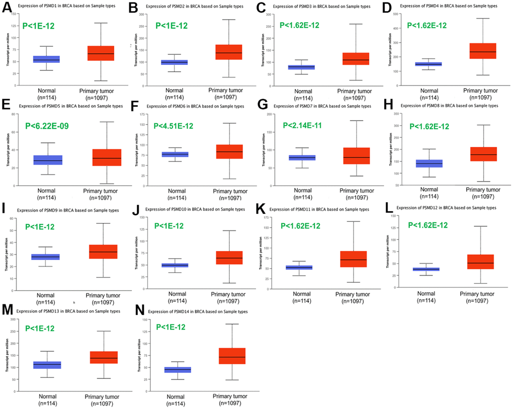 Transcriptional expression of 26S proteasome delta subunit, non-ATPase (PSMD) family members in breast cancer (BRCA) patients. (A–N) Transcriptome alterations observed in PSMD1~14. Boxplot of PSMD mRNA expression levels measured in BRCA specimens (red) compared to their normal counterparts (blue) obtained from the UALCAN database. Statistical analysis was performed using Student’s t-test, and p