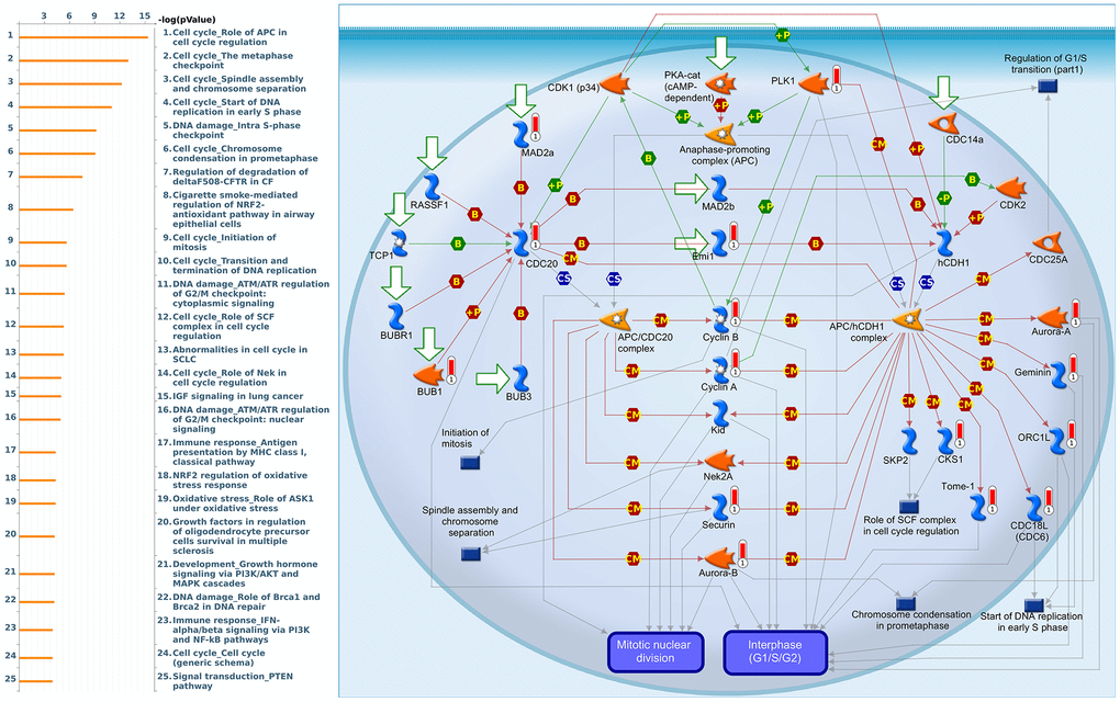 Cell cycle-related networks correlated with the 26S proteasome delta subunit, non-ATPase 1 (PSMD1) family gene in breast cancer (BRCA). MetaCore pathway analysis of biological processes revealed that pathways related to "Cell cycle