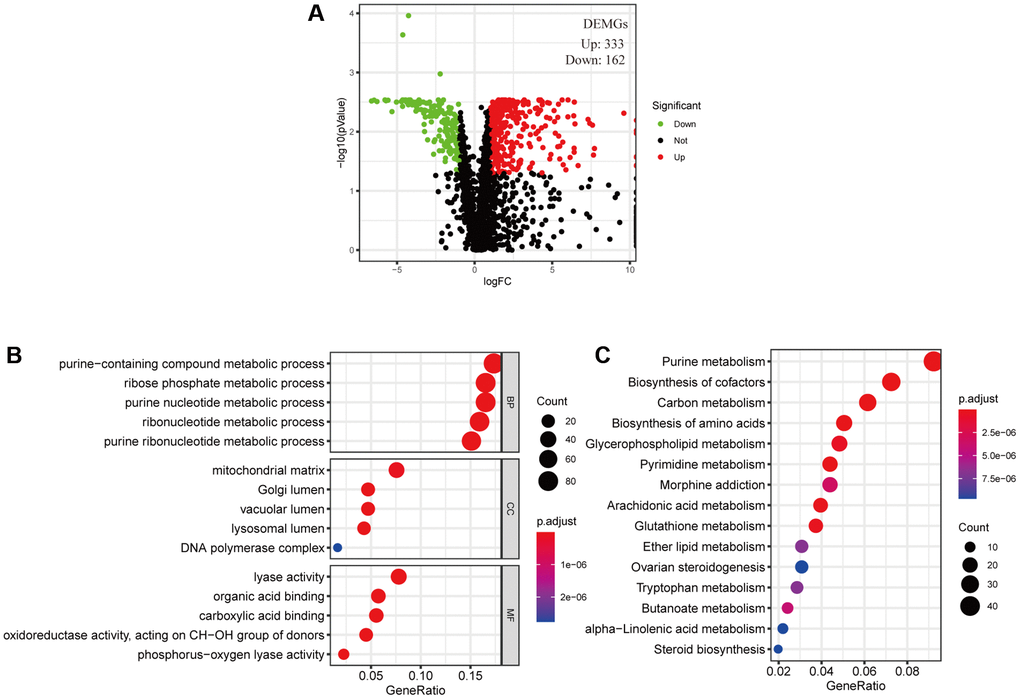 Filtered differentially expressed metabolic genes (DEMGs) and performed Enrichment analysis. (A) A volcano map presented DEMGs between the cervical cancer and the normal samples, Dots represent significantly down-regulated (Green) and up-regulated (Red) genes. (B) GO function annotations and (C) KEGG enrichment analysis.