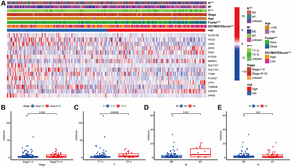 Correlation analysis between the MGPM and clinicopathological features in low- and high-risk CC patients. (A) A heatmap showed the correlation between the MGPM-based risk score and tumor microenvironment (ESTIMATEScore) or clinicopathological parameters using the Chi-square test. There were statistically significant differences in ESTIMATEScore, survival status and tumor node metastasis classification (T, N and M stages) of low- and high-risk groups. (B–E) The distribution of risk scores based on MGPM stratified according to (B) stage (stages I–II vs. stages III–IV), (C) T stage (T1-2 vs. T3-4), (D) M stage (M0 vs. M1) and (E) N stage (N0 vs. N1-2).