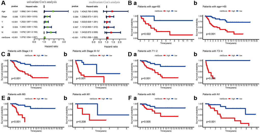 Cox regression and Kaplan-Meier survival analysis of risk score and clinicopathological parameters. (A) Cox regression analysis of risk score and clinicopathological parameters, which indicate the MPGM could as an independent prognostic factor. (B) Patients stratified by ages (age ≤ 65 and > 65), (C) Patients stratified by stage (stage I-II and stage III/IV), (D) Patients stratified by T stage (T1-2 and T3-4), (E) Patients stratified by M stage (M0 and M1) and (F) Patients stratified by N stage (N0 and N1).