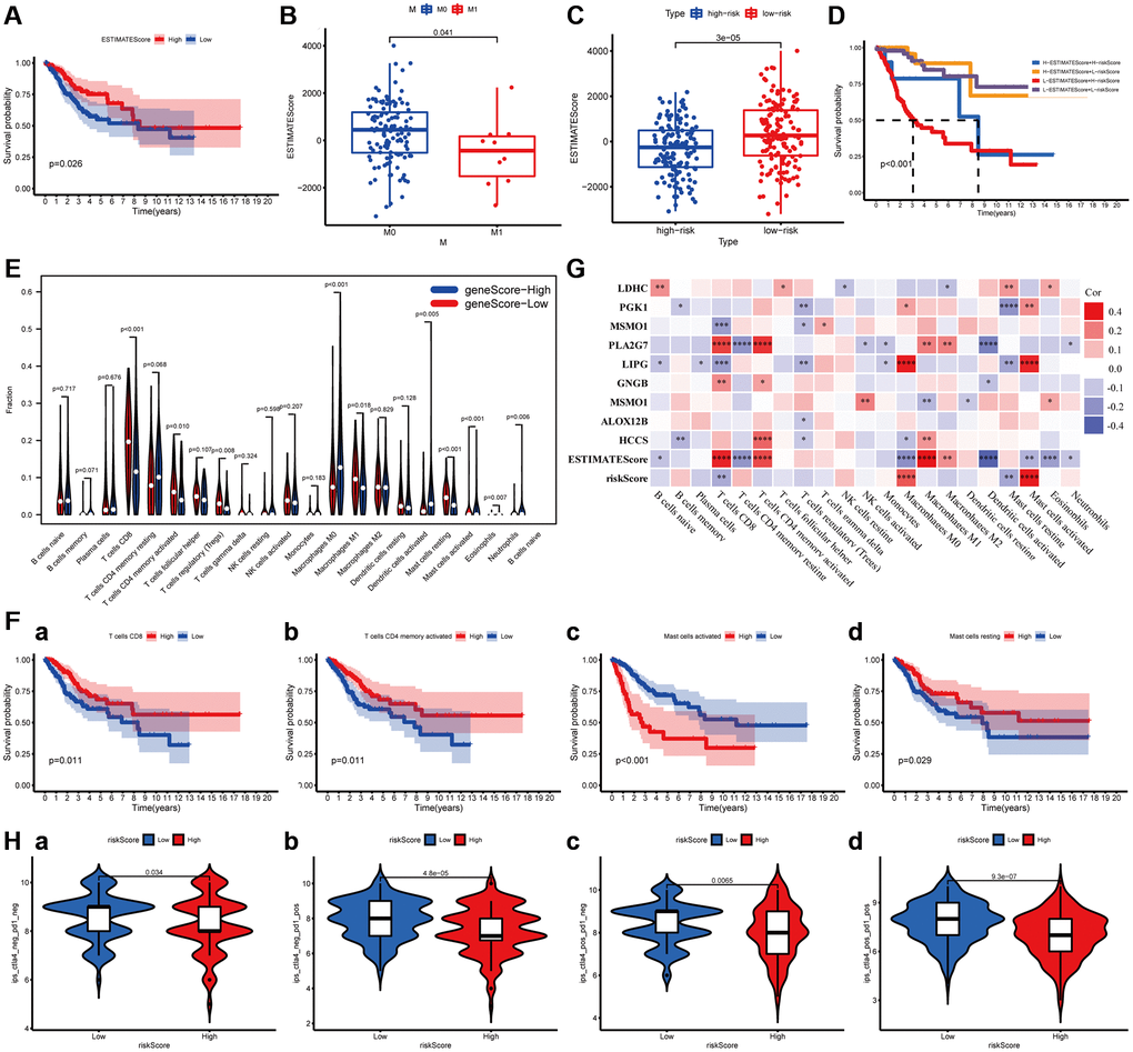 The relationship between the MGPM-based risk score and tumor microenvironment and immune cell infiltration. (A) Kaplan-Meier survival curve was utilized to evaluate the prognosis of the tumor microenvironment, the result showed low-ESTIMATEScore had a shorter OS. (B) The distribution of ESTIMATEScore according to clinicopathological features (M). (C) The difference of ESTIMATEScore in low- and high-risk groups. (D) Kaplan-Meier survival analysis of ESTIMATEScore in combined with a risk score. (E) Violin plot showed the ratio differentiation of 21 types of immune cells between CC tumor samples in low- or high-risk groups, and Wilcoxon rank-sum was applied for the significance test. (F) Prognosis-related immune-infiltrating cells. (G) The correlation analysis between 21 types of immune-infiltrating cells and risk score, ESTIMATEScore and MGPM-based risk signature genes. (H) Immunotherapy score of low- and high-risk groups based on TCIA database.