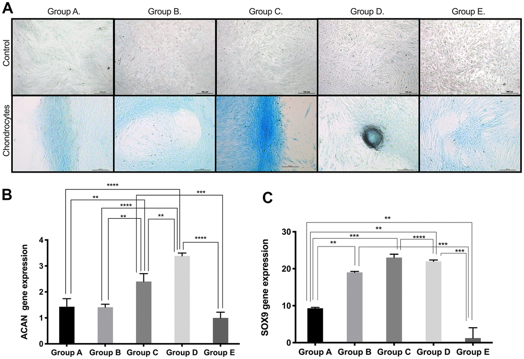 Chondrogenic differentiation ability of PDMSCs from different maternal age group. (A) Representative image of chondrogenic differentiation of all 5 age groups. Upper panel showed that undifferentiated cells did not retain Alcian blue staining. Lower panel showed that differentiated cells were positive to Alcian blue staining. Real Time PCR performed to measure chondrocyte markers gene expression of (B) Aggrecan (ACAN) and (C) SOX9 of all 5 age groups. Group A: 18-21; Group B: 22-25; Group C: 26-30; Group D: 31-35; Group E: 36 and over. *, pppp