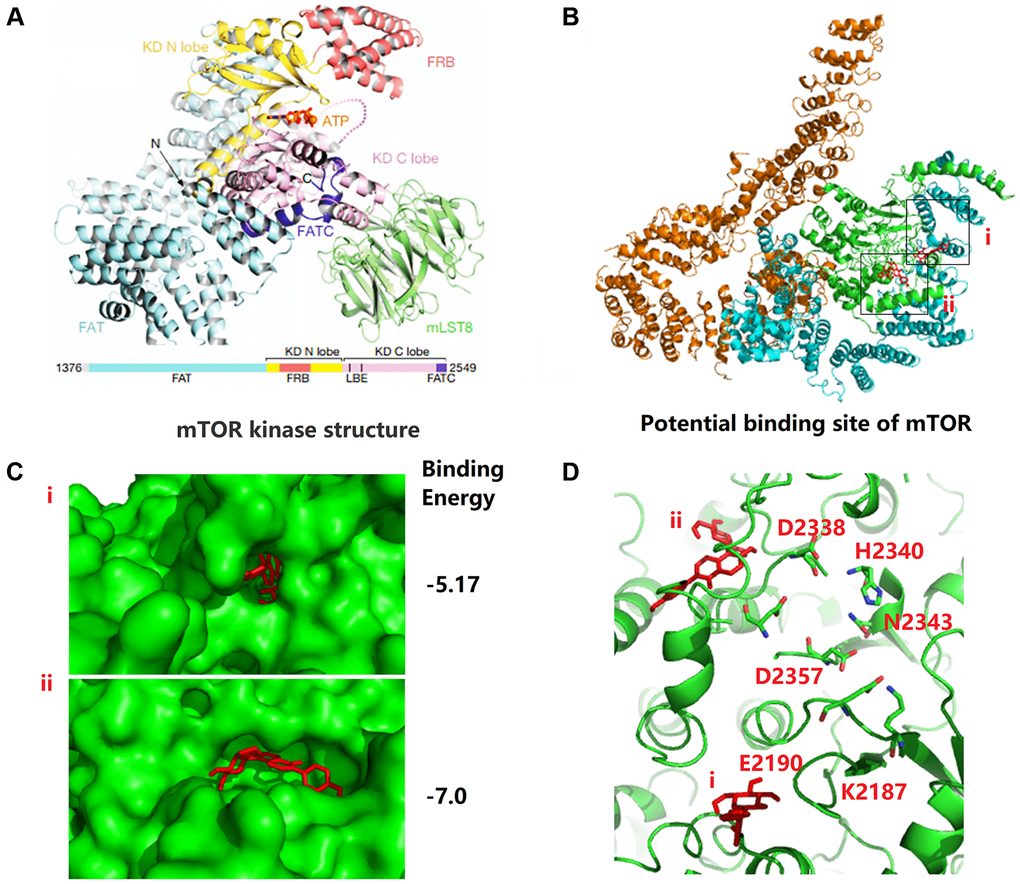 Puerarin binds to the kinase domain of mTOR protein to inhibit protein activity. (A) The kinase domain (KD, green cartoon) areas of mTOR. (B, C) The possible binding sites of puerarin and mTOR including two structural regions i and ii, and the binding energy is −5.17 and −7.0, respectively. (D) There are many ATP-Mg complex binding-related amino acid residues around the i and ii binding sites.