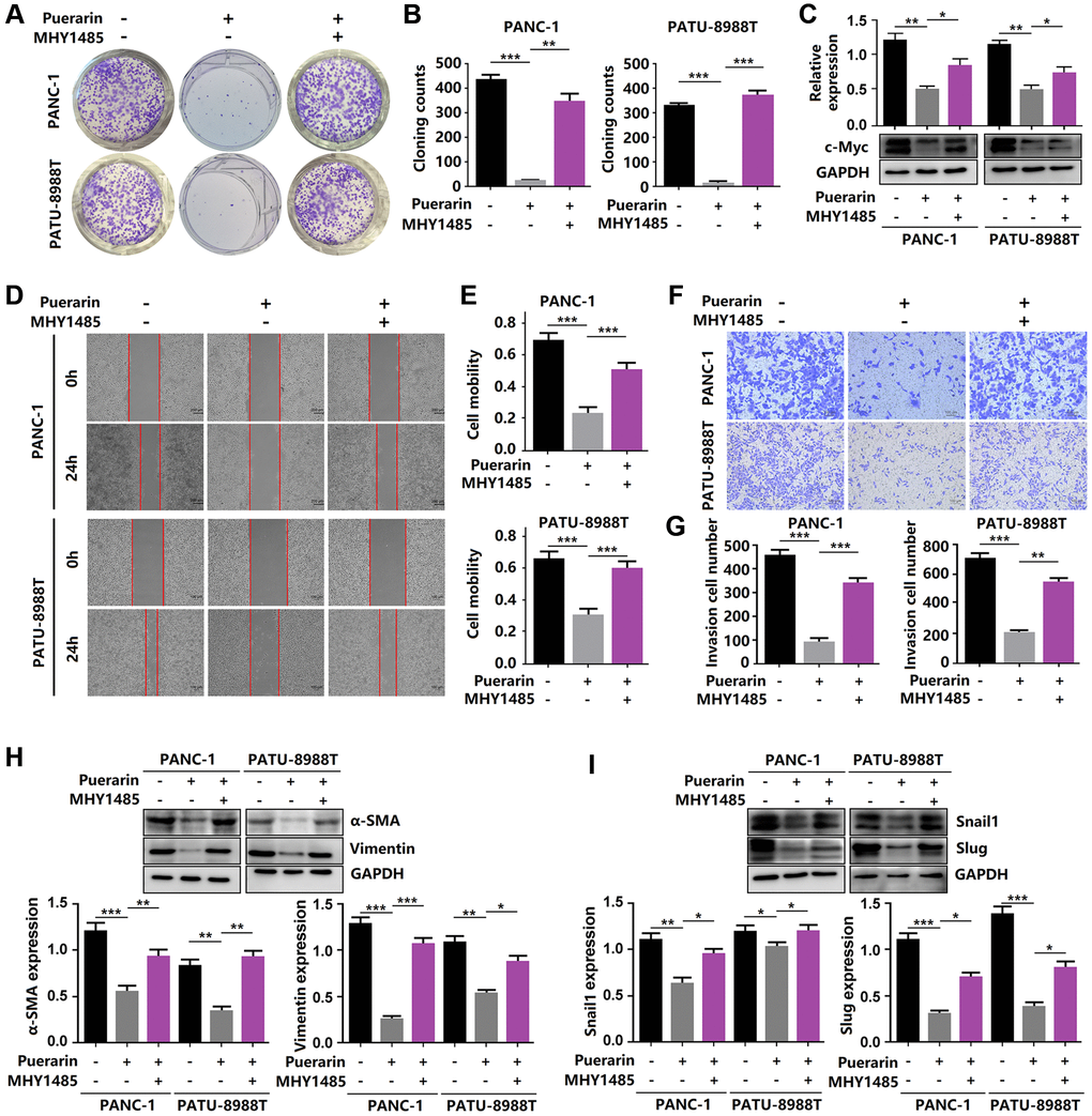 Reactivation of mTOR reverses the anti-tumor effects of puerarin. (A, B) The proliferation of puerarin-treated PDACs with or without MHY1485 treatment was analyzed by the colony formation assay. (C) Protein expression of c-Myc in puerarin-treated PDACs with or without MHY1485 treatment. (D, E) The migration ability of puerarin-treated PDACs in different groups was determined by the wound healing assay. (F, G) The invasion ability of puerarin-treated PDACs was analyzed by the transwell chamber assay. (H) Protein expression of vimentin and α-SMA in puerarin-treated PDACs. (I) Protein expression of Snail1 and Slug in puerarin-treated PDACs. The data are presented as the mean ± standard deviation and were analyzed by one-way ANOVA with Bonferroni’s post-hoc test and two-sided Student’s t-test. *p **p ***p 