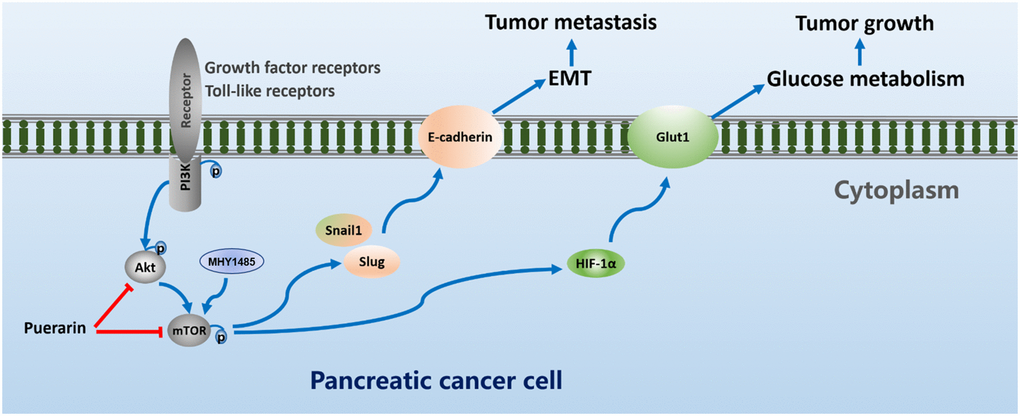 Puerarin suppresses oncogenesis and progression of PDAC via suppressing Akt/mTOR activity.