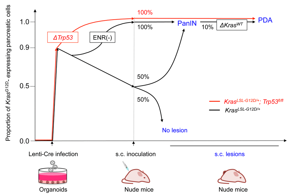 Dynamics of the KrasG12D-expressing pancreatic cells in the organoid-based carcinogenesis model. Pancreatic organoids from KrasLSL-G12D/+ mice (black) and KrasLSL-G12D/+; Trp53fl/fl mice (red) were lentivirally transduced with Cre. Positive selection for KrasG12D-expressing cells was observed in a context-dependent manner. ERN(-), organoid culture with culture medium lacking EGF, Rsondin-1, and Noggin; PDA, pancreatic ductal adenocarcinoma; PanIN, pancreatic intraepithelial neoplasia.