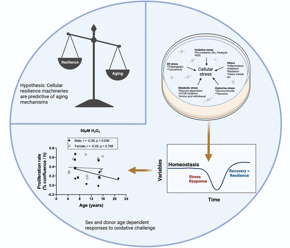 Cellular proliferation responses to homeostatic challenges in primary skin-derived baboon fibroblasts. Overview of baboon cell culture model developed to determine cellular resilience to homeostatic challenges. Representative data show age and sex modify cellular proliferation responses to oxidative challenge in Baboon fibroblasts. Figure created in biorender.com