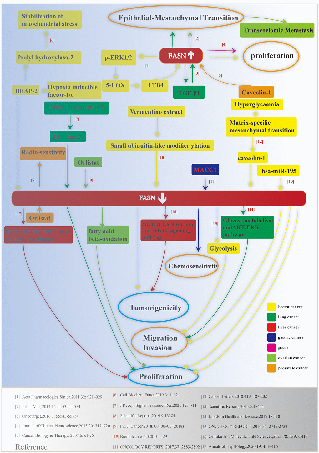 Schematic depicting the relationship between FASN and various cancers. Relevant references are indicated.