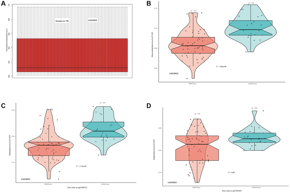 DNA methylation status of FASN in the GSE50923 dataset. (A) Normalization of the GSE50923 dataset; (B) methylation status of FASN in the GBM group and the matched normal group; (C, D) beta value of FASN in cg03386722 and cg23244421.