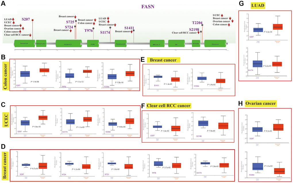 Phosphorylation analysis of the FASN protein. Phosphoprotein sites of the FASN protein are indicated in the schematic (A). Expression analysis of FASN phosphoprotein (NP