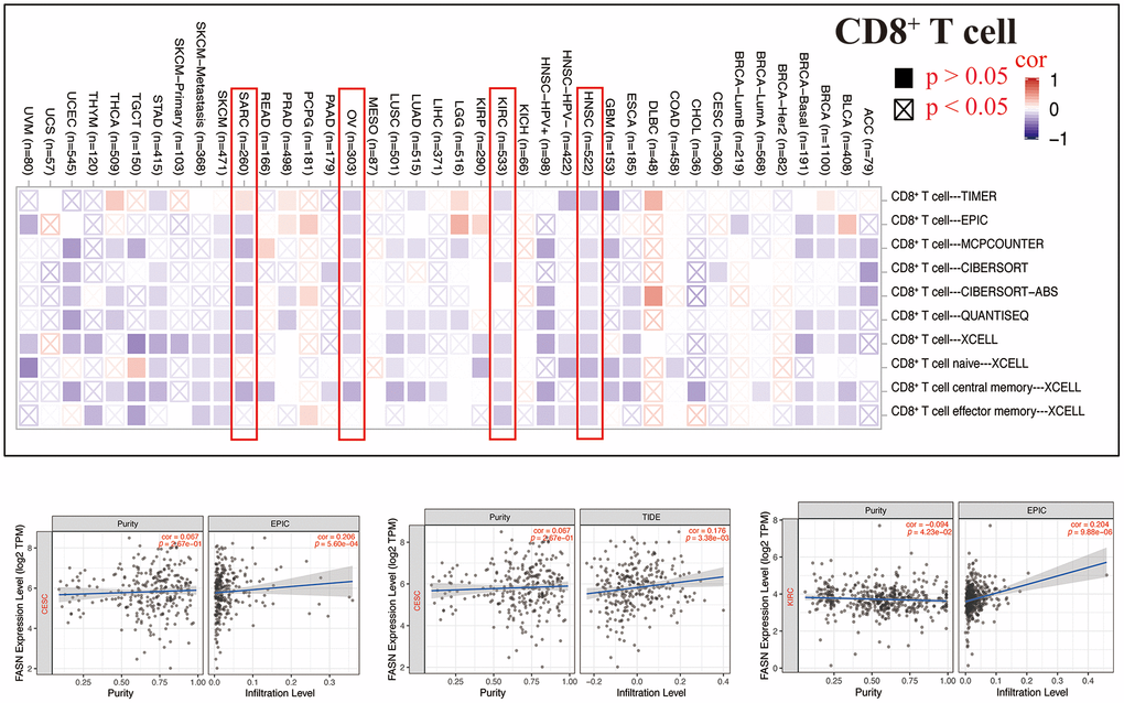 Relationship between FASN expression and CD8+ T-cells.