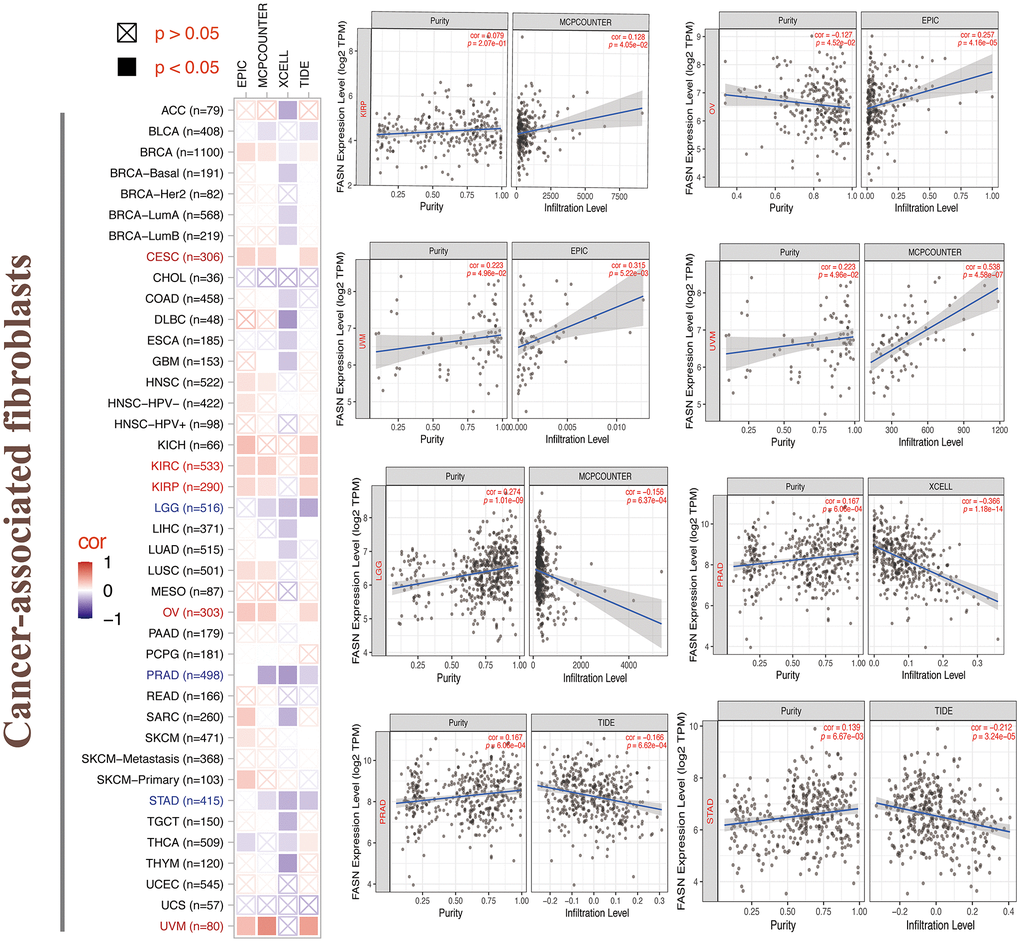 Relationship between FASN expression and cancer-associated fibroblasts.