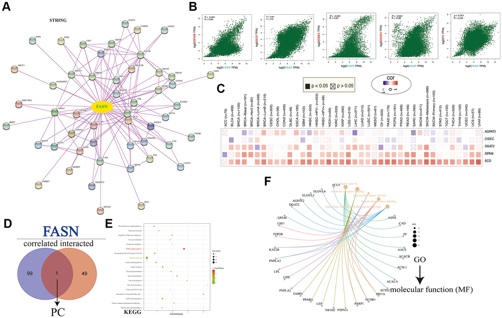 FASN-related gene enrichment analysis. (A) FASN-binding proteins. (B) Expression correlation between FASN and GPAM, SCD, CIDEC, DGAT2, and PC. (C) Corresponding heatmap across cancers. (D) The intersection of the FASN-binding and correlated genes. (E) KEGG pathway analysis. (F) GO (Molecular function) analysis.