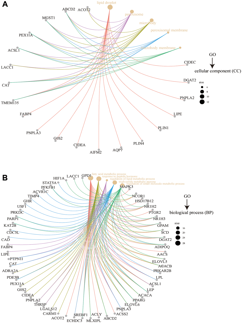 GO analysis of FASN-related genes. Results for cellular component (A) and biological process (B).