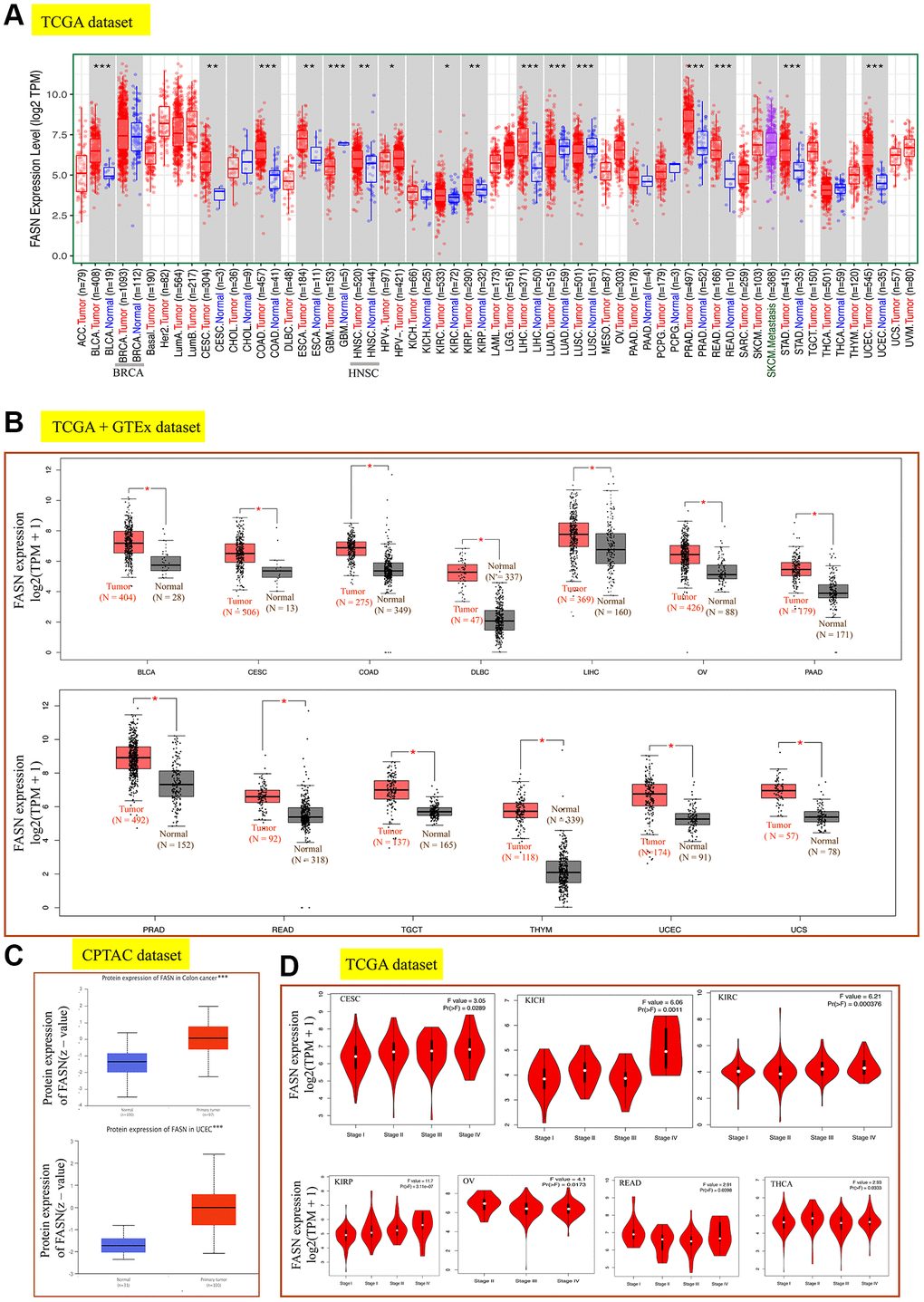 Expression analysis of the FASN gene across various tumors and pathological stages. (A) Expression analysis of the FASN gene in various cancers. (B) After employing the GTEx database, the box plot data were retrieved. (C) Expression analysis of FASN total protein between the normal group and the colon cancer and UCEC group. (D) Expression analysis of the FASN gene was performed according to the pathological stages. *P **P ***P 