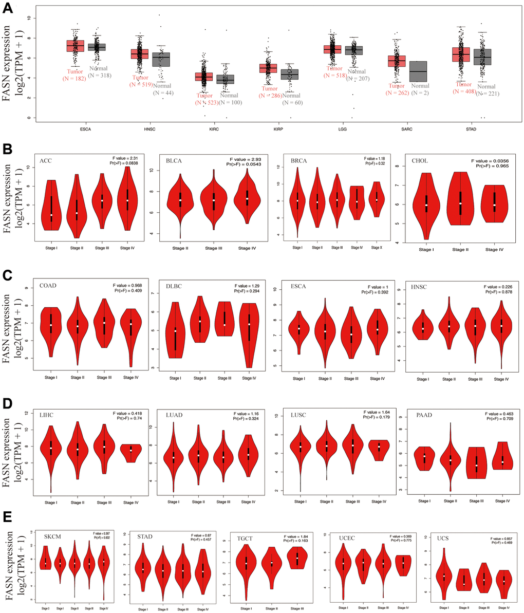 Expression analysis of the FASN gene across various tumors and pathological stages. (A) Expression analysis of the FASN gene in ESCA, HNSC, KIRC, KIRP, LGG, SARC, and STAD based on the GTEx databases. Expression analysis of the different pathological stages of ACC, BLCA, BRCA, CHOL (B); COAD, DLBC, ESCA, HNSC (C); LIHC, LUAD, LUSC, PAAD (D); and SKCM, STAD, TGCT, UCEC, UCS (E).