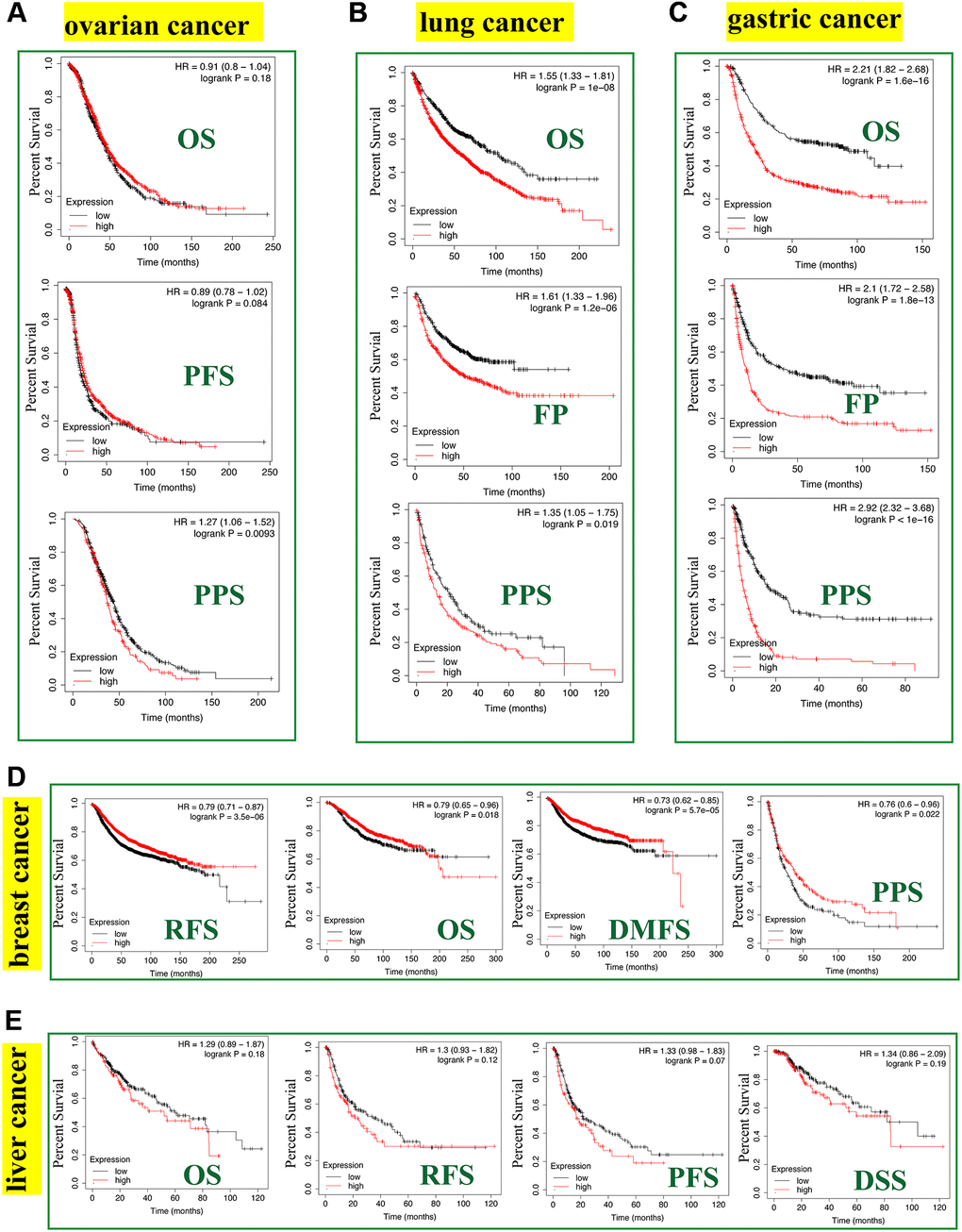 Correlation between the FASN gene and the survival outcome of tumors. We used the Kaplan-Meier plotter to carry out the survival analyses of FASN gene in breast cancer (A), ovarian cancer (B), lung cancer (C), gastric cancer (D), and liver cancer (E) cases.