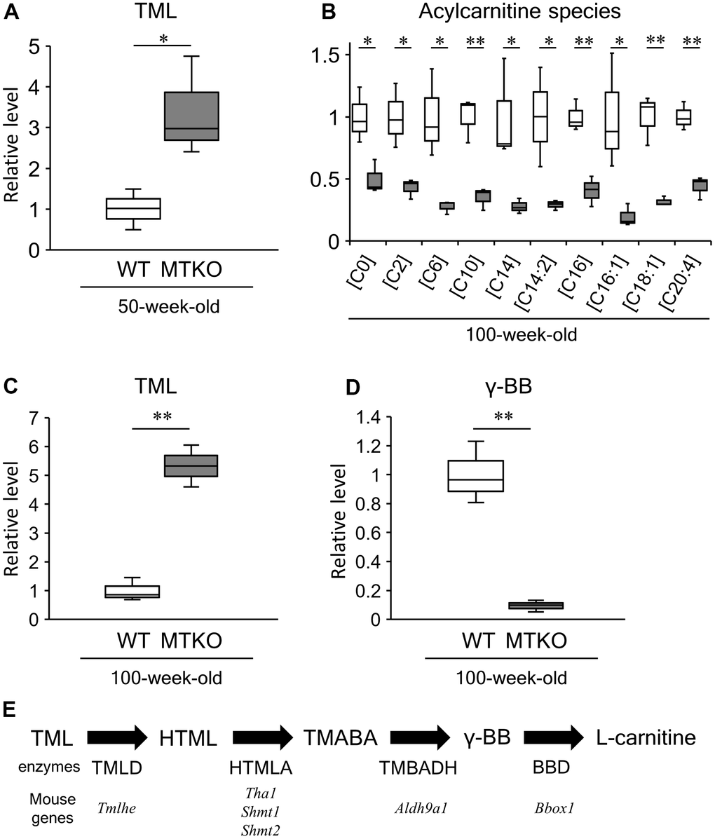 Levels of acylcarnitine species and carnitine biosynthesis intermediates in plasma of wild-type (WT) mice (white boxes) and MTKO mice (gray boxes). (A) N6,N6,N6-trimethyl-L-lysine (TML) level at 50 weeks of age; (B) Levels of L-carnitine [C0] and acylcarnitine species (L-acetylcarnitine [C2], Hexanoylcarnitine [C8], Decanoylcarnitine [C10], Tetradecanoylcarinitne [C14], 3,5-Tetradecadiencarnitine [C14:2], L-Palmitoylcarnitine [C16], 9-Hexadecenoylcarnitine [C16:1], Oleoylcarnitine [C18:1], Arachidonoylcarnitine [C20:4]) at 100 weeks of age; (C) TML level at 100 weeks of age; (D) Level of γ-butryobetaine (γ-BB), also known as 4-trimethylammoniobutanoic acid, at 100 weeks of age. The box denotes 25th and 75th percentiles; the line within the box denotes the 50th percentile; the whisker denotes standard deviation. (n = 3). *P P E) Carnitine biosynthesis pathway. HTML, 3-hydroxyl-N6-trimethyl-L-lysine; TMABA, 4-trimethyl-aminobutyraldehyde; TML dioxygenase, TMLD; HTML aldolase, HTMLA; TMABA dehydrogenase, TMABADH; γ-BB dioxygenase, BBD.