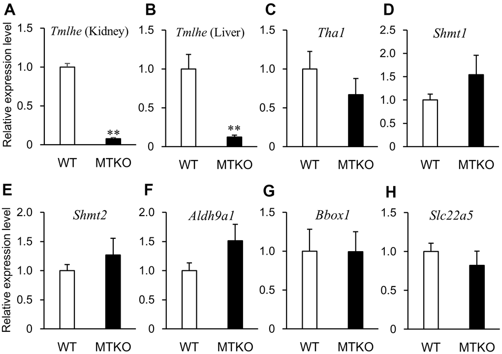 mRNA expression levels of enzymes associated with carnitine biosynthesis and carnitine transporter in wild-type (WT) mice (white columns) and MTKO mice (black columns) at 100 weeks of age. (A) Tmlhe gene in kidney; (B) Tmlhe gene, (C) Tha1 gene, (D) Shmt1 gene, (E) Shmt2 gene, (F) Aldh9a1 gene, (G) Bbox1 gene, and (H) Slc22a5 gene in liver. The data are expressed as ratios to the mean values in the WT group. Values are presented as the mean ± SE (n = 3). *P P 