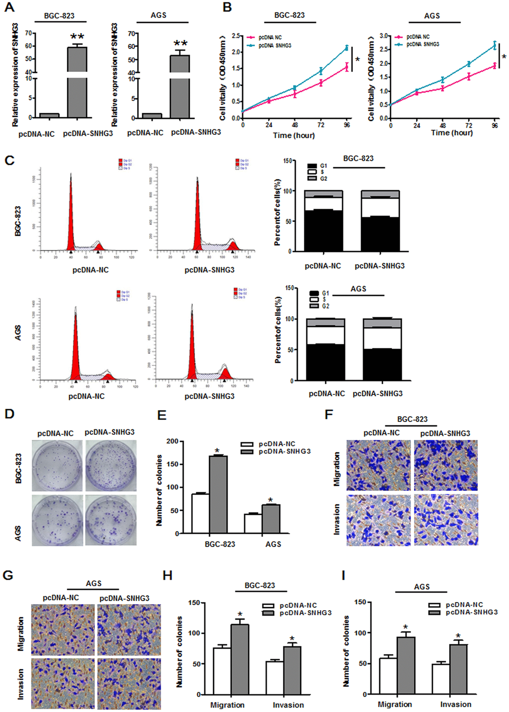 Overexpressing SNHG3 enhances gastric cancer cell growth and metastasis. (A) SNHG3 expression in BGC-823 and AGS cells was assessed following pcDNA3.1-SNHG3 transfection. *PB) Transfected cell proliferation was assessed via CCK-8 assay. *PC) Cell cycle progression in BGC-823 and AGS cells transfected with pcDNA3.1-SNHG3 was assessed via flow cytometry. (D, E) BGC-823 and AGS cell colony forming activity was assessed following SNHG3 overexpression. *PF–I) Transwell migration and invasion assays were used to assess BGC-823 and AGS cells following pcDNA3.1-SNHG3 transfection. *P