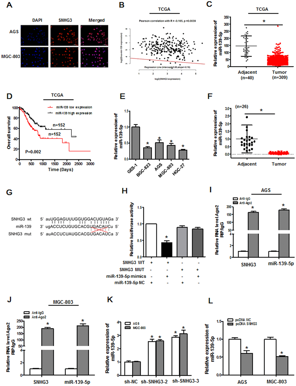 SNHG3 directly targets miR-139-5p in gastric cancer. (A) The localization of SNHG3 was assessed via an RNA FISH assay in AGS and MGC-803 cells. (B) Correlations between the expression of miR-139-5p and SNHG3 in TCGA database samples were assessed via Pearson’s correlation analyses, R=-0.165, P=0.0039. (C) miR-139-5p expression levels in gastric cancer tissues from the TCGA database, *PD) The overall survival of gastric cancer patients in the TCGA database was compared as a function of miR-139-5p expression levels (high vs. low; log-rank, P=0.002). (E) qPCR was used to measure miR-139-5p expression in GES-1, BGC-823, AGS, MGC-803, and HGC-27 cells. *PF) qPCR was used to assess miR-139-5p expression in 26 pairs of gastric cancer tumor and paracancerous tissues, *PG) Predicted sequence complementarity between miR-139-5p and SNHG3. (H) SNHG3 and miR-139-5p binding in 293T cells was assess via luciferase reporter assay following co-transfection with SNHG3 WT or SNHG3 MUT and miR-NC or miR-139-5p mimics. *PI, J) Interactions between miR-139-5p and SNHG3 were assessed via RIP assays, *PK) miR-139-5p expression was assessed in AGS and MGC-803 cells following sh-SNHG transfection. *PL) miR-139-5p expression was quantified in AGS and MGC-803 cells following pcDNA3.1-SNHG3 transfection. *P