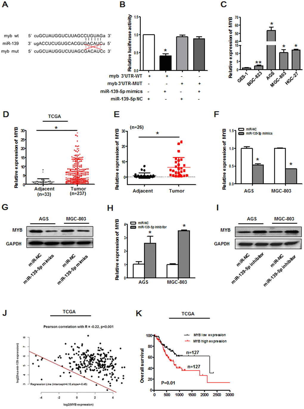 MYB is a miR-139-5p target gene. (A) Putative MYB and miR-139-5p sequence complementarity as predicted using StarBase. (B) Binding interactions between miR-139-5p and MYB were assessed via luciferase reporter assays in 293T cells cotransfected with MYB WT or MYB MUT constructs and miRNA NC or miR-139-5p mimics. *PC) MYB expression was assessed via qPCR in GES-1, BGC-823, AGS, MGC-803, and HGC-27 cells. *PPD) MYB expression levels in gastric cancer tissues in the TCGA database, *PE) MYB expression levels were assessed via qPCR in 26 pairs of gastric cancer tumors and paracancerous tissues, *PF) MYB mRNA levels were assessed in AGS and MGC-803 cells following miR-139-5p mimic transfection. *PG) MYB protein levels were assessed in AGS and MGC-803 cells following miR-139-5p mimic transfection. (H) MYB mRNA levels in AGS and MGC-803 cells were assessed following miR-139-5p inhibitor transfection. *PI) MYB protein levels were assessed in AGS and MGC-803 cells following miR-139-5p inhibitor transfection. (J) Pearson correlation analyses were used to evaluate the relationship between miR-139-5p and MYB expression in the TCGA database, R=-0.22, PK) Overall gastric cancer patient survival in the TCGA database was compared as a function of MYB expression (low vs. high; log-rank, P=0.01).