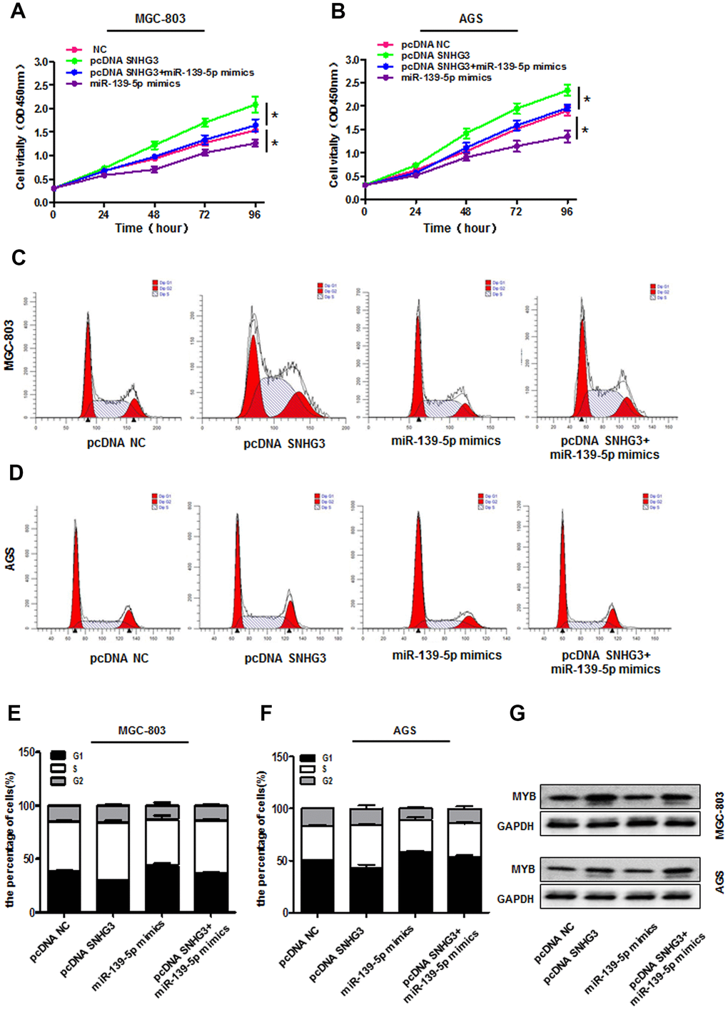 SNHG3 sequesters miR-139-5p and thereby regulates MYB expression. (A, B) AGS and MGC-803 cell proliferation was assessed via CCK-8 assay following pcDNA3.1-SNHG3, miR-139-5p mimic, and pcDNA3.1SNHG3+miR-139-5p mimic transfection. *PC–F) Cell cycle progression in AGS and MGC-803 cells transfected as in (A, B) was assessed via flow cytometry. (G) MYB protein levels in AGS and MGC-803 cells transfected as in (A, B) were measured.