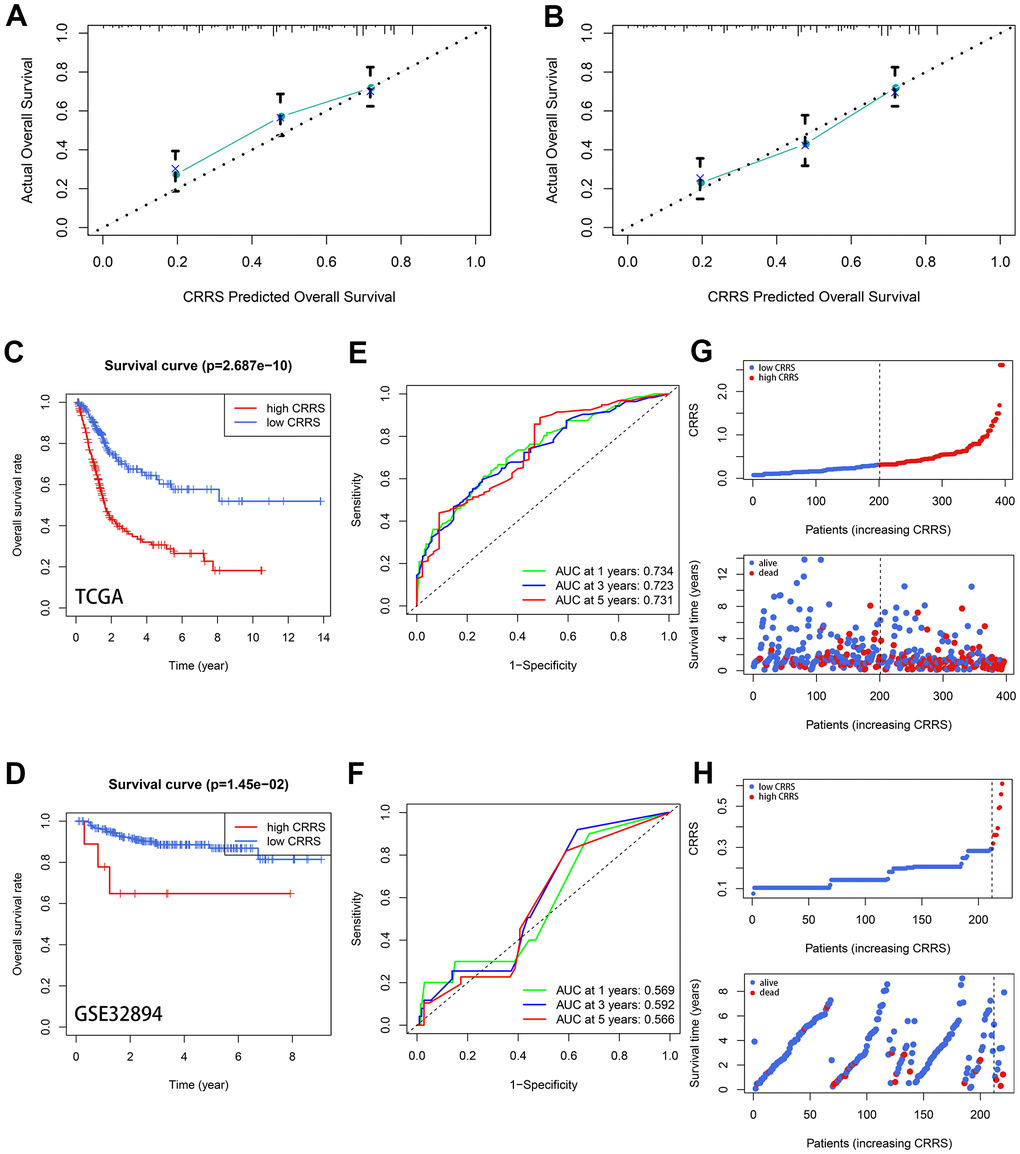 Validation of the prognostic value of CRRS. (A, B) The 3- (A) and 5-year (B) calibration plots. (C, D) The Kaplan-Meier survival analysis with a log-rank test in TCGA-BLCA cohort (C) and GSE32894 cohort (D). (E, F) The time-dependent ROC curve in TCGA-BLCA cases (E) and GSE32894 cases (F). (G, H) The distribution of the CRRS (up) and survival statuses (down) in the TCGA-BLCA cohort (G) and GSE32894 cohort (H). CRRS, circadian rhythm-related score; TCGA, the Cancer Genome Atlas; ROC, receiver operating curve.