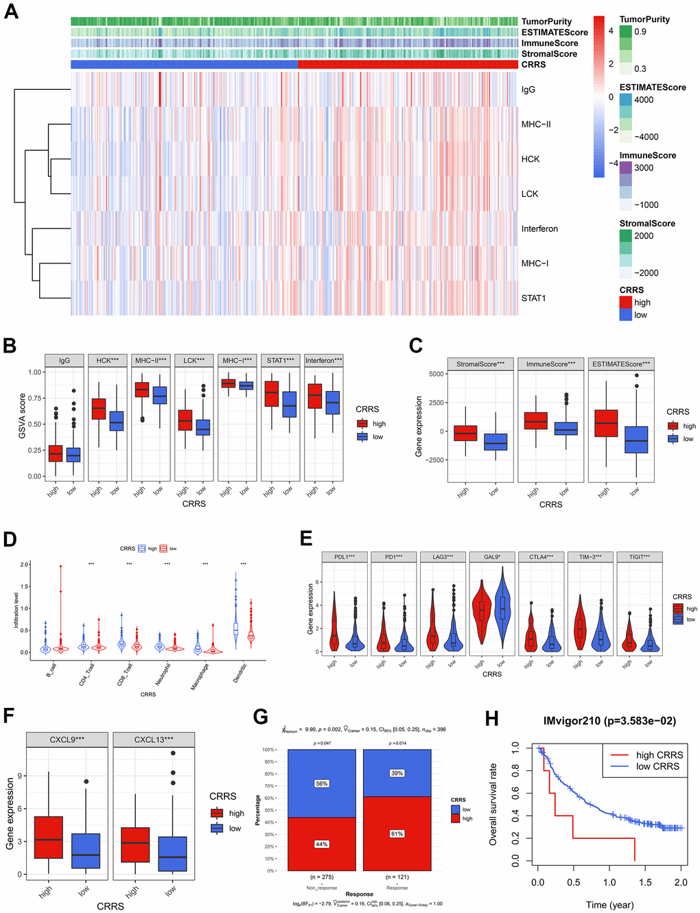 The tumor immune infiltration and CRRS. (A) The heatmap showed the GSVA scores of 7 immune and inflammatory gene clusters among the BCa patients with high and low CRRS. (B) 6 of 7 gene clusters were significantly associated with CRRS via Wilcoxon signed-rank tests. (C) The cases with high CRRS carried high Stromal Score, Immune Score, and ESTIMATE Score. (D) The patients in the high-CRRS group had a relatively higher infiltration proportion of CD4 T cells, CD8 T cells, neutrophils, macrophages, and dendritic cells. (E) The CRRS was positively associated with the expression of routine immune checkpoints, which included PD-L1, PD1, LAG3, GAL9, CTLA-4, TIM-3, and TIGIT. (F) The high expression of CXCL9 and CXCL13 was observed in the patients with high CRRS. (G) The Chi-square test indicated the high-CRRS patients were more likely to respond to immunotherapy. (H) CRRS was also a significant biomarker for prognosis in IMvigor 210 cohort. The optimal cut-off was determined by X-tile software. CRRS, circadian rhythm-related score; GSVA, gene set variation analysis; BCa, bladder cancer.