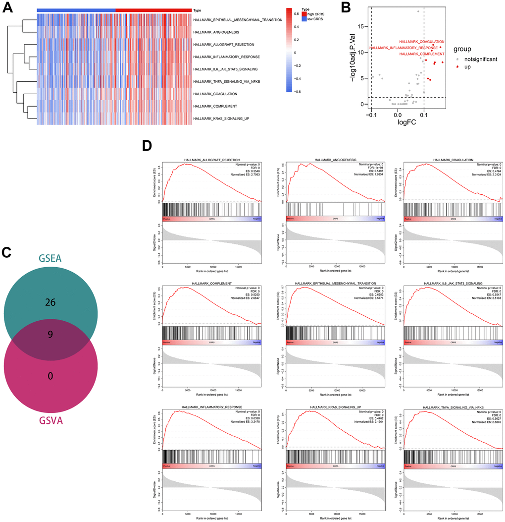 Functional enrichment analyses. (A) The heatmap displaying the significant phenotypes associated with CRRS. (B) A sum of 9 hallmarks was identified with the limma package. (C) Venn plot showing 9 phenotypes were overlapped from GSEA and GSVA analyses. (D) The overlapped 9 phenotypes included allograft rejection, angiogenesis, coagulation, complement, epithelial-mesenchymal transition, IL6-JAK-STAT3 signaling, inflammatory response, KRAS signaling, and TNFα signaling via NFKB. CRRS, circadian rhythm-related score; GSEA, gene set enrichment analysis; GSVA, gene set variation analysis.