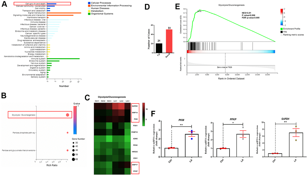 Mechanism of LA in regulation of hADSC proliferation determined by RNA-seq. (A) Classification map of KEGG pathway analysis. (B) Bubble diagram of glycolysis/gluconeogenesis signaling pathways regulated by LA. (C) Heatmap of differentially expressed genes related to glycolysis/gluconeogenesis signaling pathways. (D) The differentially expressed genes. (E) Enrichment plots of gene expression signatures for the glycolysis/gluconeogenesis signaling pathway. (F) qRT-PCR of the relative mRNA expression of PKM, PFKP, and GAPDH in LA-treated hADSCs. Data are presented as the mean ± SD of three independent experiments. Statistical significance was determined by the unpaired t-test. *p 