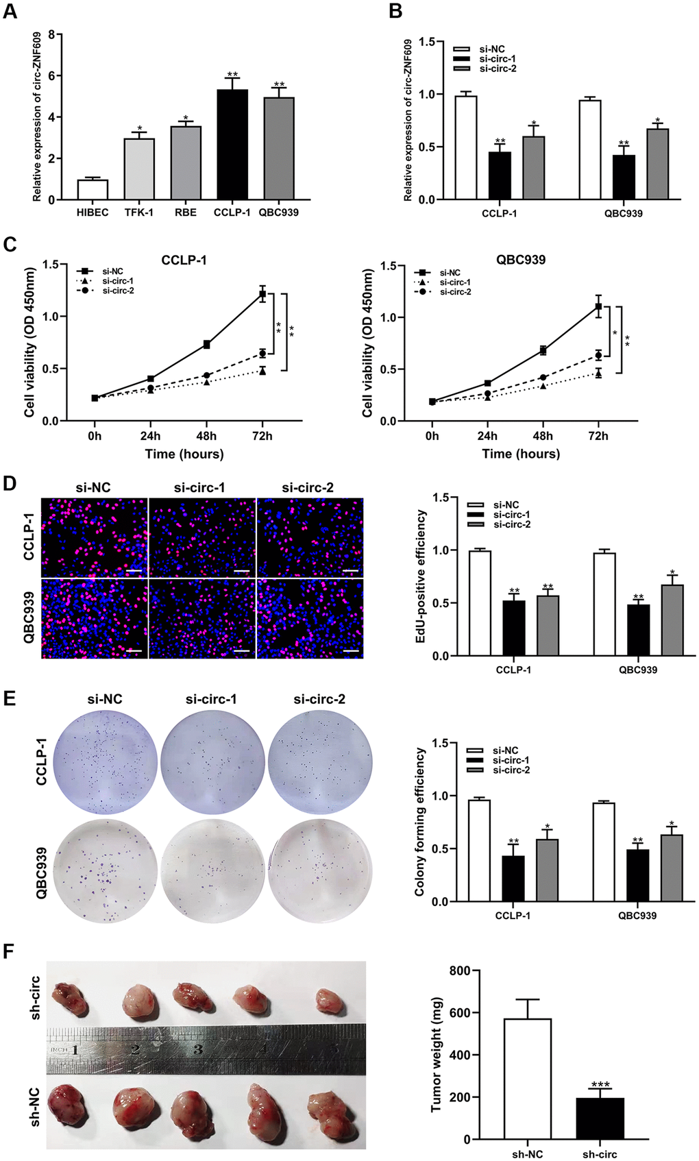 Silencing circ-ZNF609 inhibited the proliferation of cholangiocarcinoma cells. (A) The relative circ-ZNF609 expression in CCLP-1, QBC939, TFK-1, RBE cells and normal HIBEC. (B) The two siRNAs interference efficiency detection of circ-ZNF609. (C–E) CCK-8 assay, EdU and colony formation assay were used to detect the proliferation ability of CCA cells after circ-ZNF609 knockdown. (F) Tumor xenograft assay was used to measure tumor growth after silencing circ-ZNF609 in vivo. *PPP