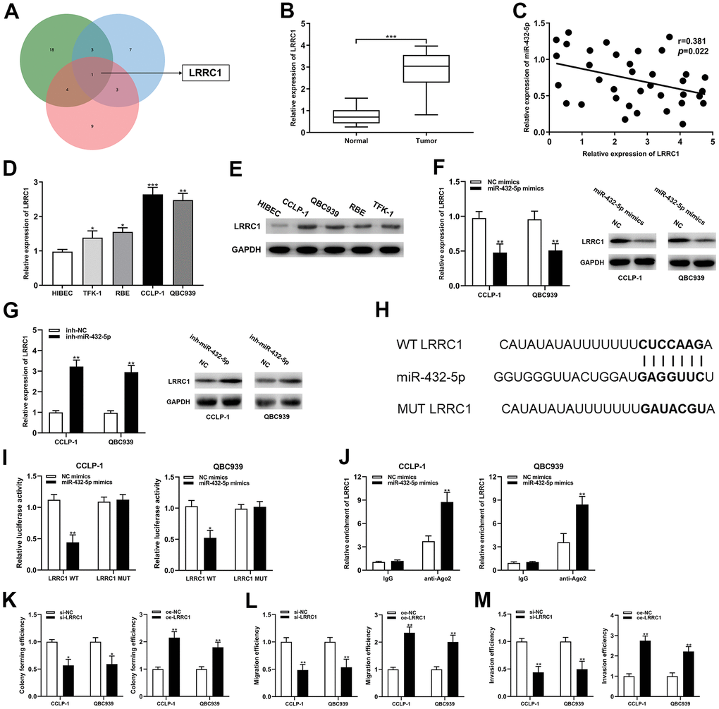 LRRC1 was a direct target of miR-432-5p in CCA. (A) Targetscan, circinteractome and mirMap were used to identify potential mRNA target genes for miR-432-5p. (B) Relative expression of LRRC1 mRNA in CCA tissues and adjacent normal tissues. (C) qRT-PCR was used to detect the correlation between miR-432-5p and LRRC1 expression in CCA specimens. (D, E) The expression of LRRC1 mRNA and protein in CCLP-1 and QBC939. (F, G) The LRRC1 expression was detected in CCA cells with miR-432-5p up-regulation and down-regulation by qRT-PCR and western blot. (H) Diagrammatic sketch of the binding sites between miR-432-5p and LRRC1. (I) Luciferase reporter assay in CCA cells transfected with LRRC1 WT or LRRC1 MUT, along with miR-432-5p mimics or NC mimics. (J) RIP assay further verified the direct interaction between miR-432-5p and LRRC1. (K) Colony formation assay was used to detect the proliferation ability change after LRRC1 down-regulation and up-regulation. (L, M) The migration and invasion changes of tumor cells after LRRC1 down-regulation and up-regulation detected by transwell. *PPP