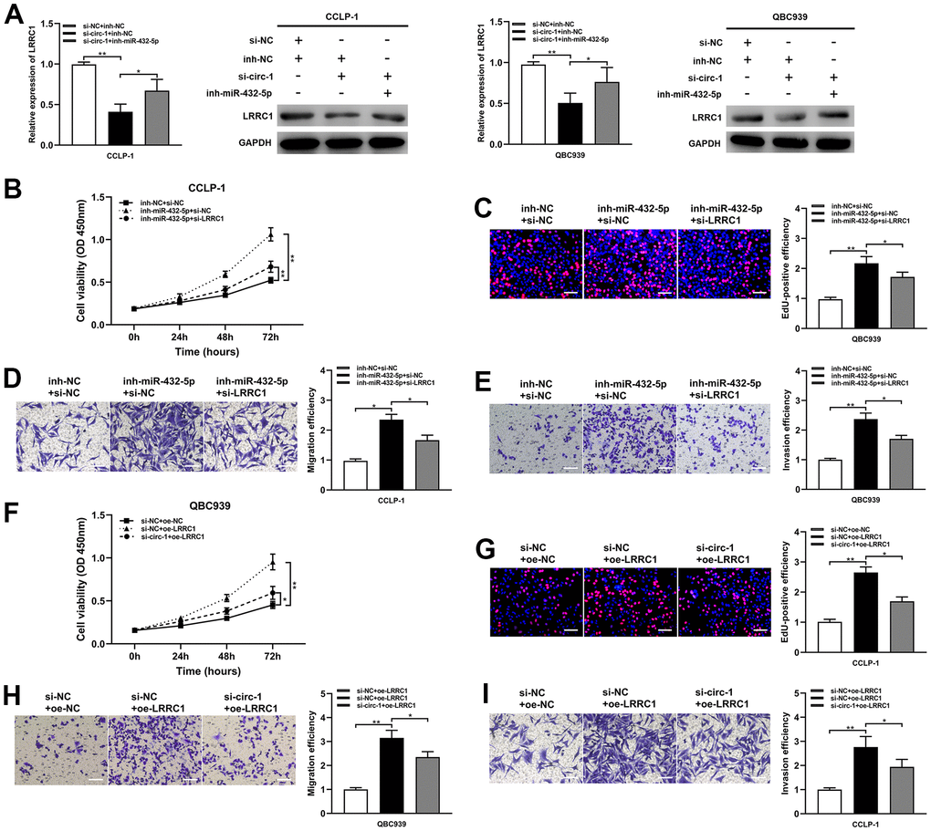 Circ-ZNF609 up-regulated LRRC1 expression by competitively binding miR-432-5p to induce cholangiocarcinoma development. (A) After co-transfection of circ-ZNF609 siRNA and miR-432-5p inhibitor, the LRRC1 expression was detected by qRT-PCR and western blot. (B–E) CCK-8, EdU and transwell assays confirmed that the effects of proliferation, migration and invasion induced by miR-432-5p inhibitor were partly reversed by silencing LRRC1. (F–I) Silencing circ-ZNF609 could partially reverse the proliferation and invasion induced by LRRC1 overexpression in CCK-8, EdU and transwell assays. *PPP