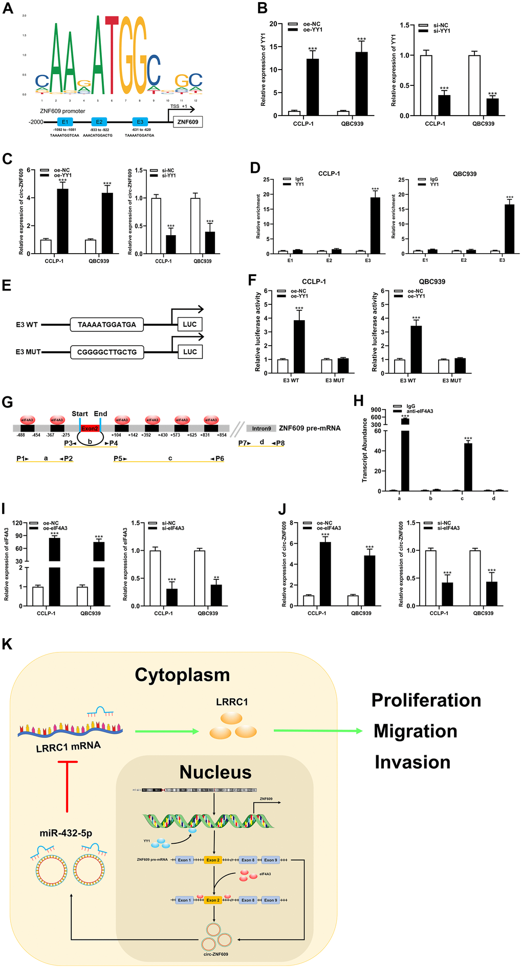 YY1 and eIF4A3 promoted circ-ZNF609 expression via linking to the circ-ZNF609 promoter and pre-mRNA, respectively. (A) YY1 sequence and binding sites (E1, E2 and E3) to circ-ZNF609 promoter region were predicted by using JASPAR database. (B) The efficiency detection of YY1 overexpression and siRNA transfection confirmed by qRT-PCR. (C) The circ-ZNF609 expression was detected in CCA with YY1 up-regulation and down-regulation by qRT-PCR. (D) ChIP assay was conducted to affirm the direct binding of YY1 to circ-ZNF609 promoter in QBC939 and CCLP-1 cells. (E) Schematic diagram of plasmids construction. (F) The luciferase activity of E3 wild type was markedly promoted by oe-YY1 co-transfection compared with controls in CCA cells. (G) The prediction results of circinteractome database indicated that eIF4A3 had binding sites in the upstream and downstream regions of circ-ZNF609 pre-mRNA. (H) The results of RIP demonstrated that eIF4A3 could directly bind to the circ-ZNF609 pre-mRNA in CCA cells. (I) Knockdown efficiency and amplification efficiency of eIF4A3 confirmed by qRT-PCR. (J) The expression of circ-ZNF609 in CCLP-1 and QBC939 transfected with high expression eIF4A3 and low expression eIF4A3 was detected by qRT-PCR. (K) Schematic diagram of circ-ZNF609 tumorigenesis mechanisms in cholangiocarcinoma. **PP