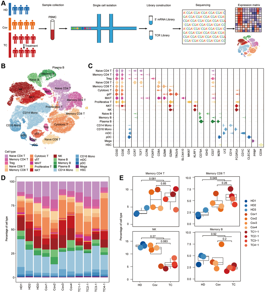 Differences in cell compositions by single-cell transcriptomes of PBMCs. (A) Schematic of the study design. (B) t-SNE plot of cells colored by cell types identified from HDs (n = 3), Covs (n = 4), TCs before treatment (n = 4). (C) Expression of selected canonical markers using violin plots in each cell type. (D) Proportion of each cell type in each sample. Bars are colored by cell types. (E) Box plots of proportion of cell types in each group. Shown are Memory CD4+ T, Memory CD8+ T, NK and Memory B cells. Samples are shown in different colors. Horizontal lines represent median values, with a maximum of 1.5× interquartile range. t-tests were conducted between each group and p-values indicated. t test was performed using R (version 4.0). *p **p ***p 